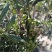 Olea europaea (Olivovník európsky) ´ARBEQUINA´ - výška 160-180 cm, obvod kmeňa 25/30 cm, kont. C45L (-12°C)